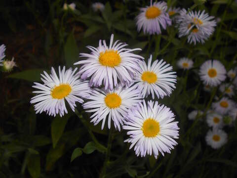 Plancia ëd Erigeron pulchellus Michx.