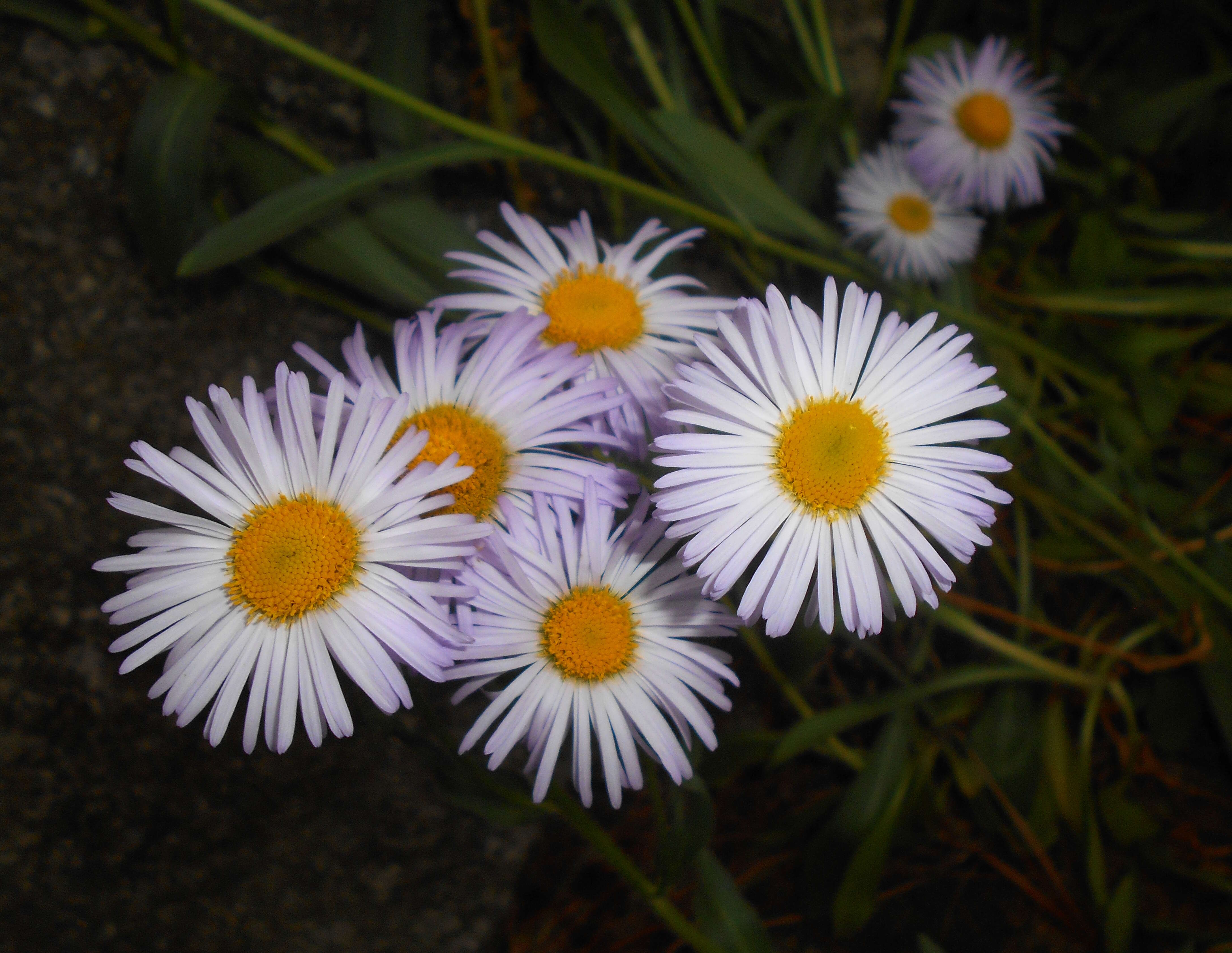 Plancia ëd Erigeron pulchellus Michx.