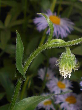 Plancia ëd Erigeron pulchellus Michx.