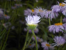 Plancia ëd Erigeron pulchellus Michx.