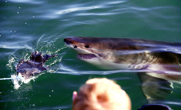 Image of Carcharodon