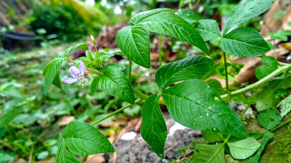 Image of fringed spiderflower