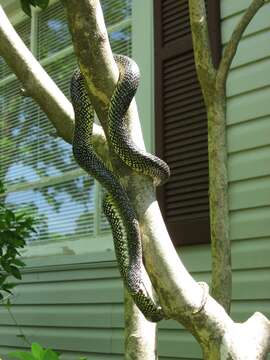 Image of Speckled Kingsnake