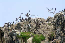 Image of Brown Booby