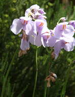 Imagem de Utricularia reniformis A. St. Hil.