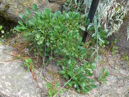 Image de Globularia meridionalis (Podp.) O. Schwarz