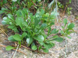 Image de Globularia meridionalis (Podp.) O. Schwarz