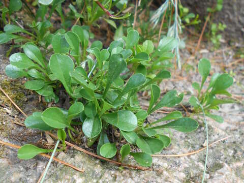 Image de Globularia meridionalis (Podp.) O. Schwarz