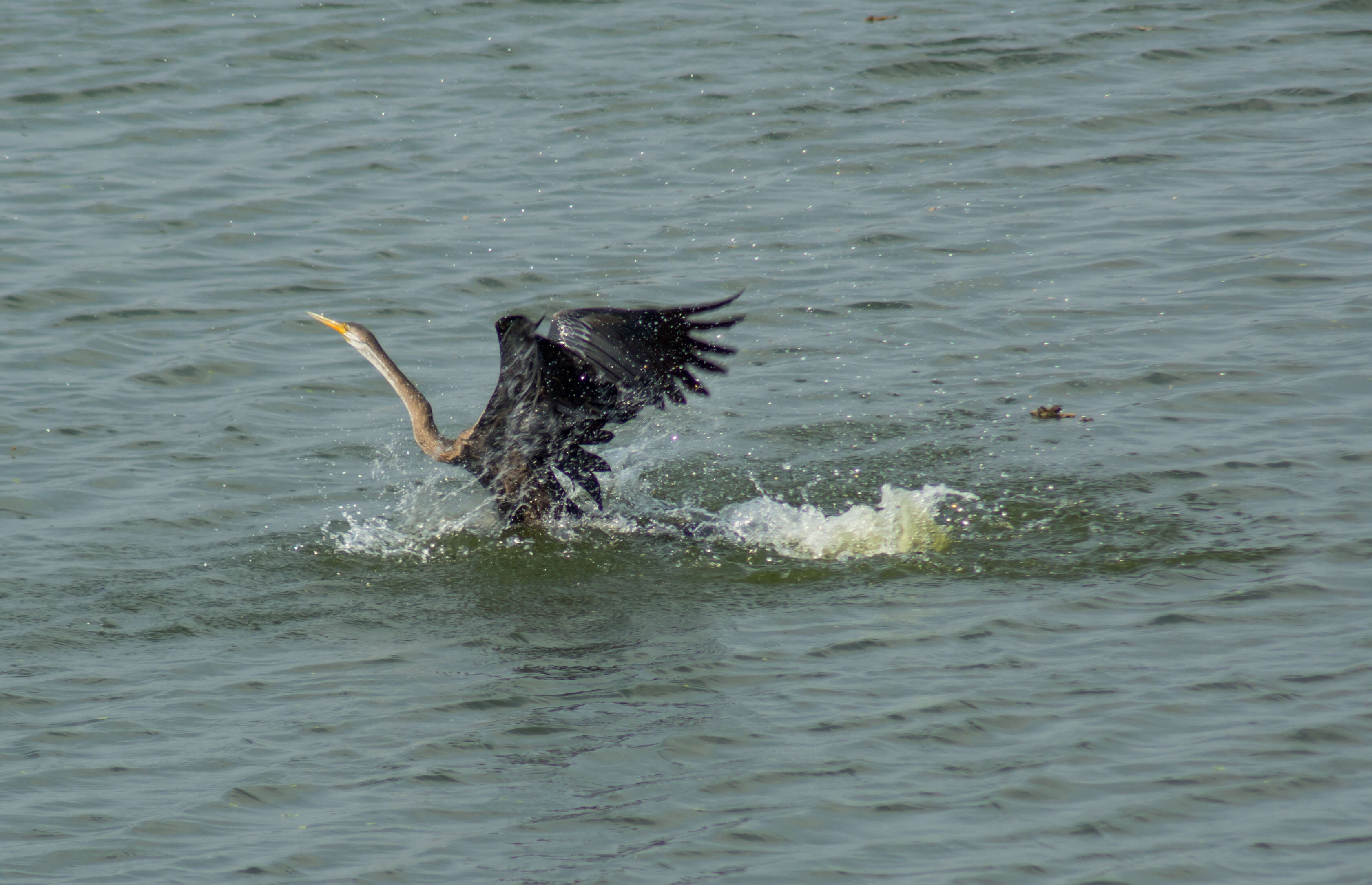 Image of Oriental Darter