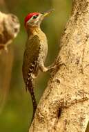 Picus vittatus Vieillot 1818 resmi