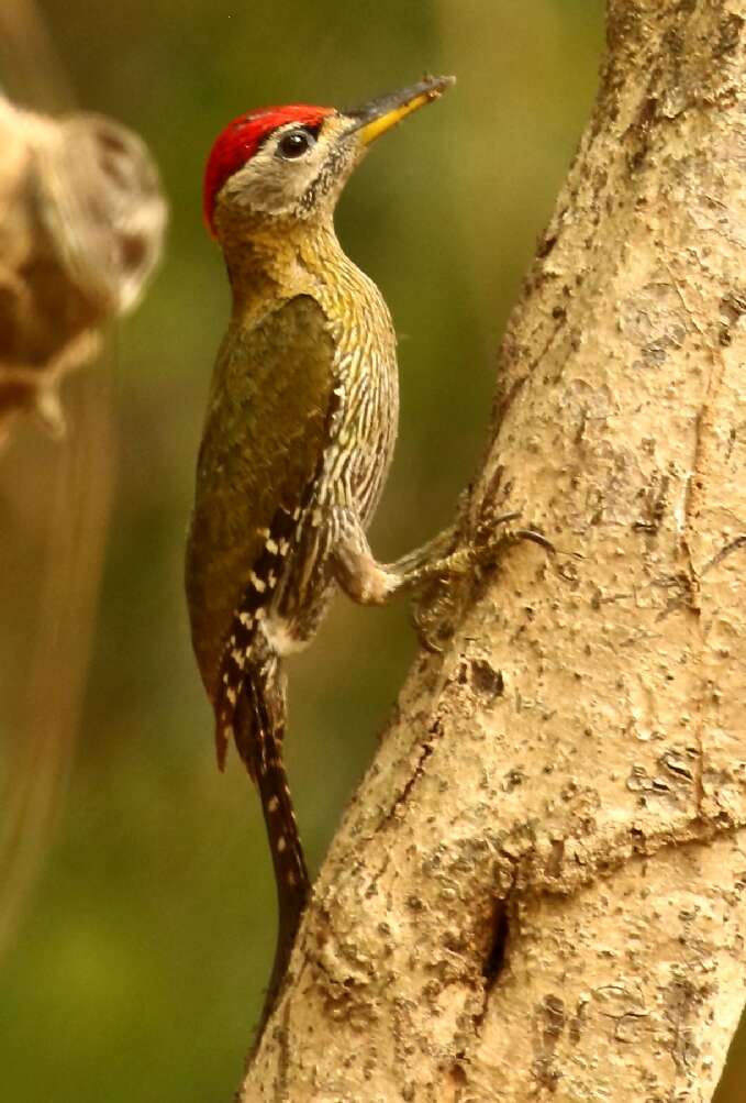 Image of Laced Woodpecker