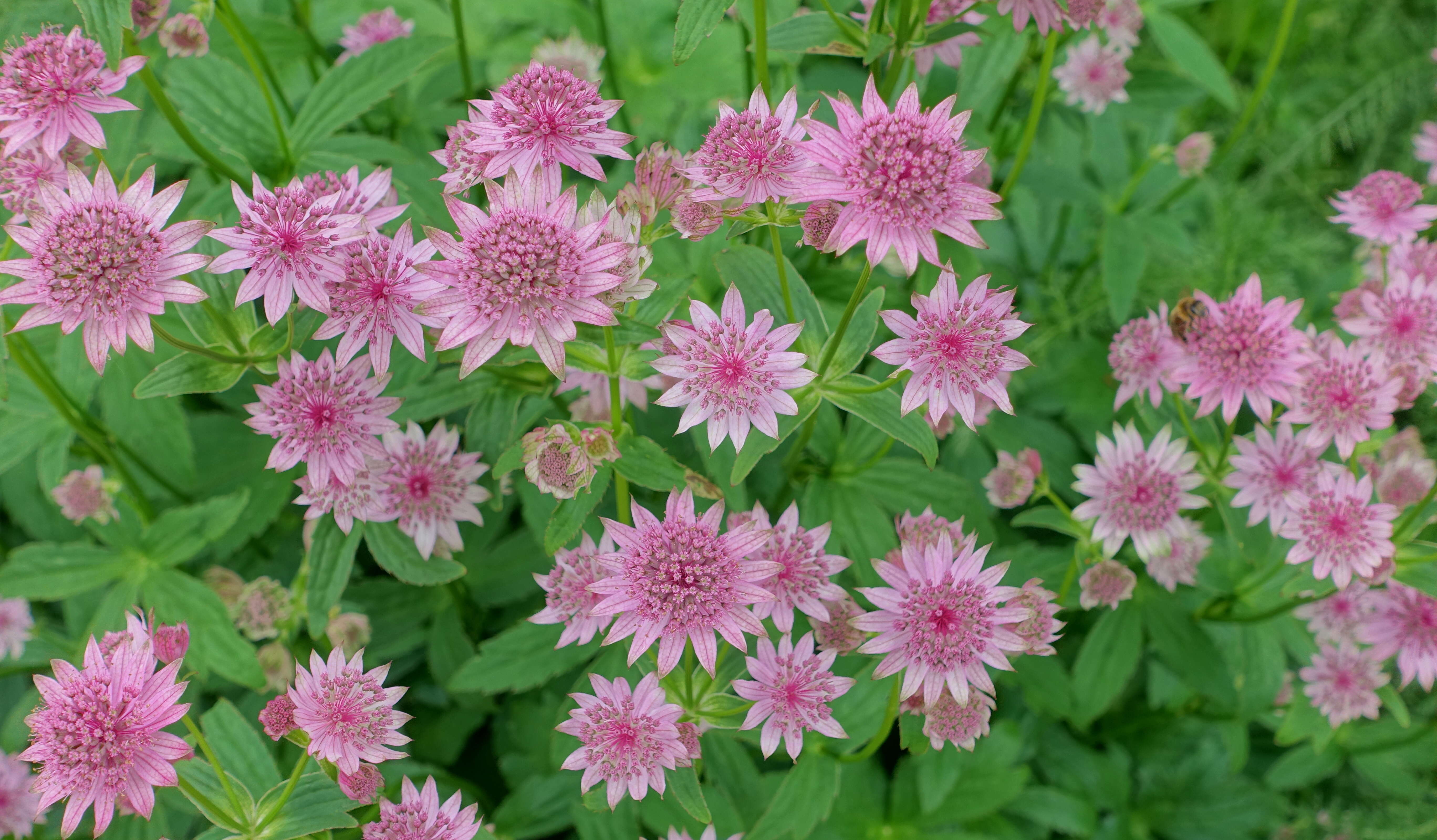 Imagem de Astrantia major L.