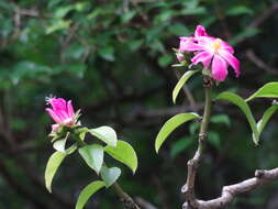 Image of Rose Cactus