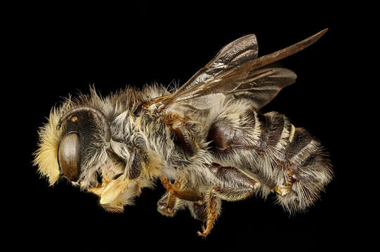 Image of Pugnacious Leaf-cutter Bee