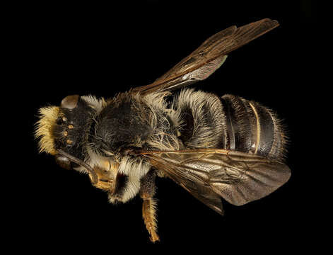 Image of Pugnacious Leaf-cutter Bee