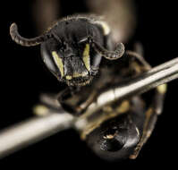 Imagem de Hylaeus annulatus (Linnaeus 1758)