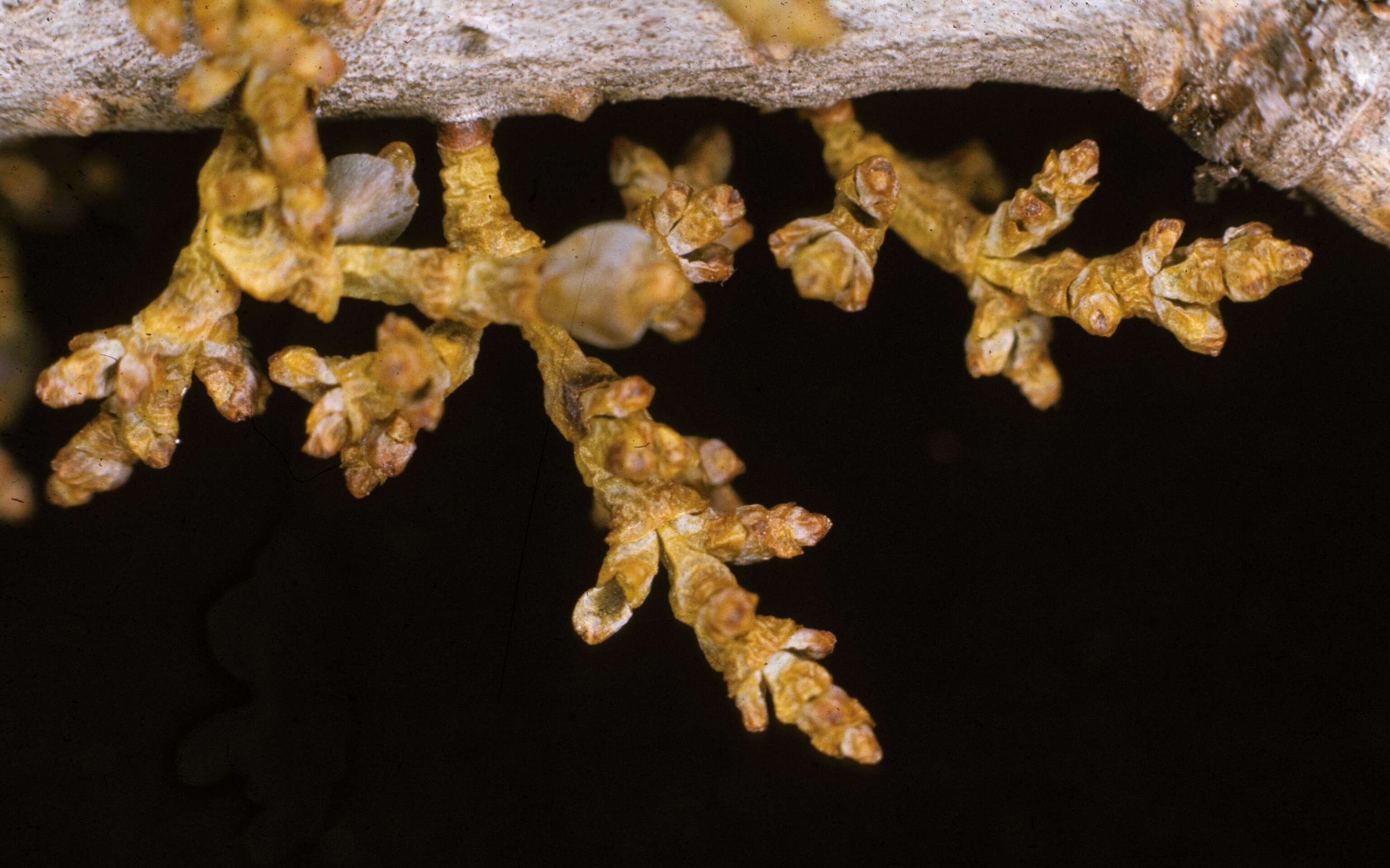 Image of Douglas-fir dwarf mistletoe