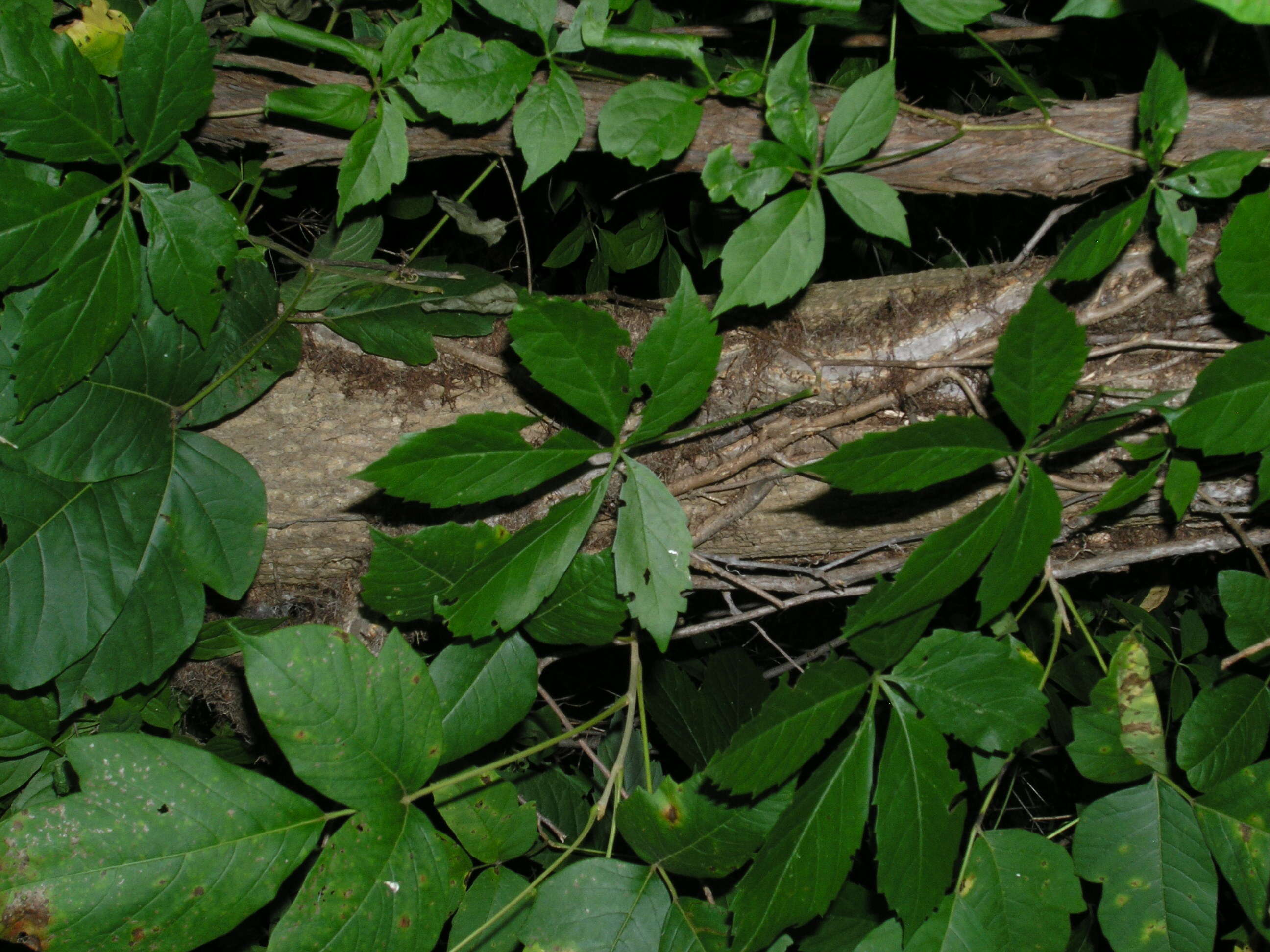 Image of Virginia creeper