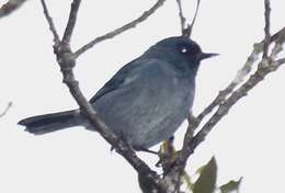 Image of Bluish Flower-piercer