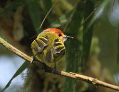 Imagem de Poecilotriccus ruficeps (Kaup 1852)