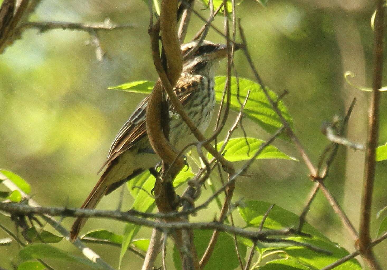 Imagem de Myiodynastes maculatus (Müller & Pls 1776)