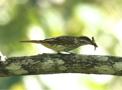 Imagem de Myiodynastes maculatus (Müller & Pls 1776)