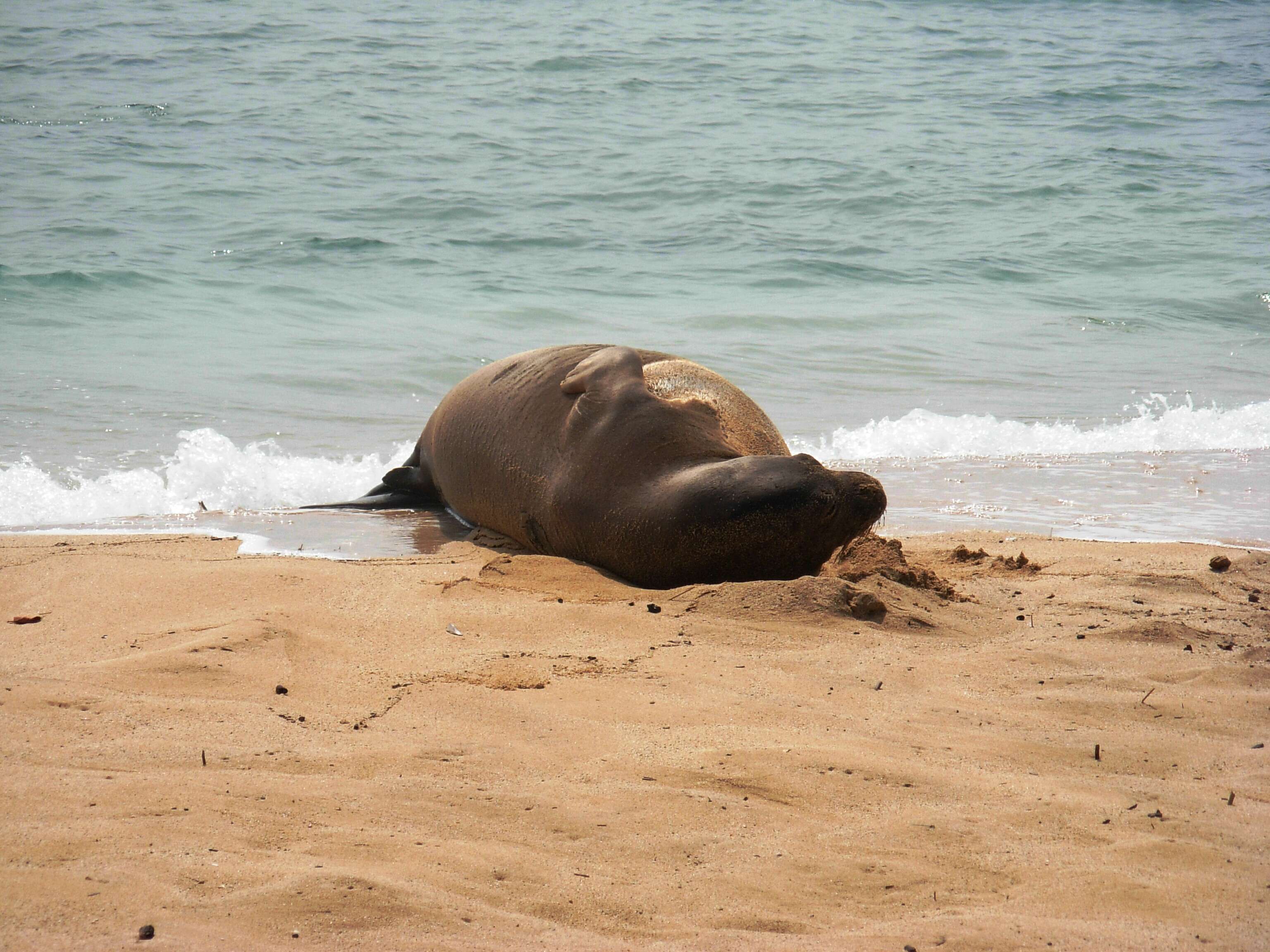 Image of Hawaiian Monk Seal