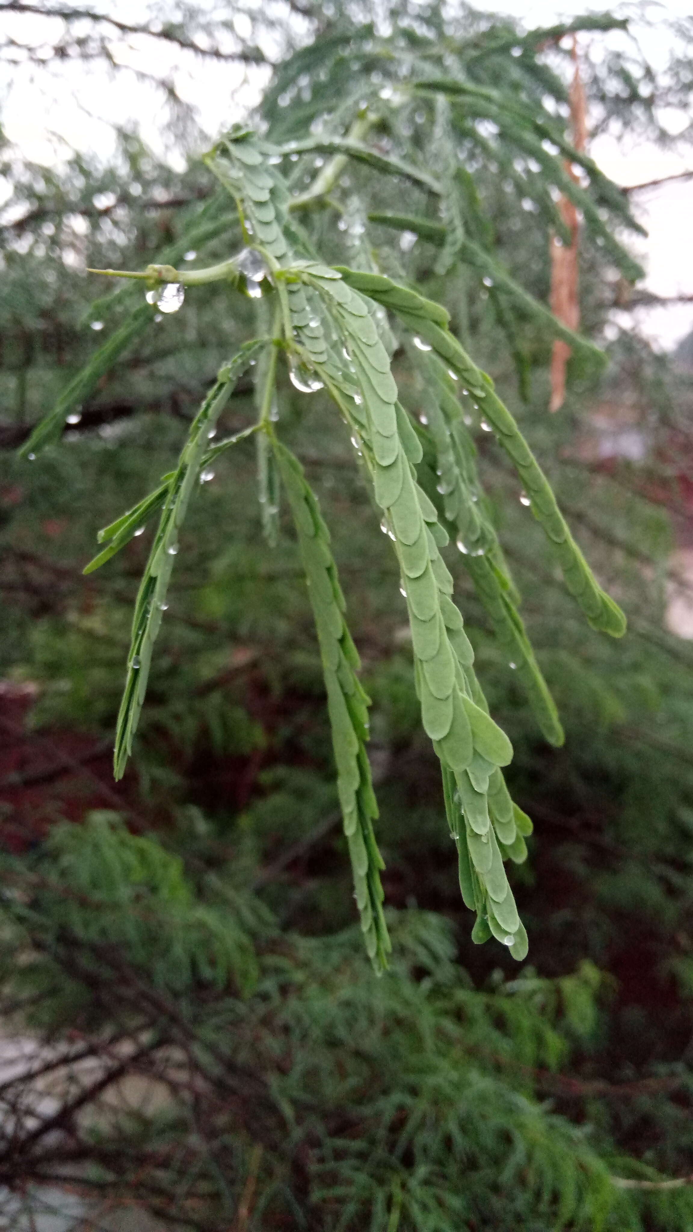 Plancia ëd Vachellia nilotica