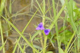 Image of Cyanotis axillaris (L.) D. Don ex Sweet