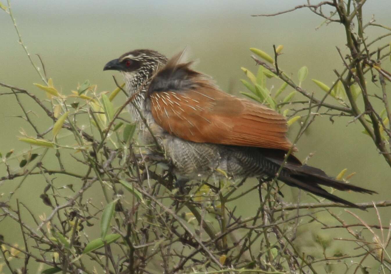 Plancia ëd Centropus superciliosus Hemprich & Ehrenberg 1829