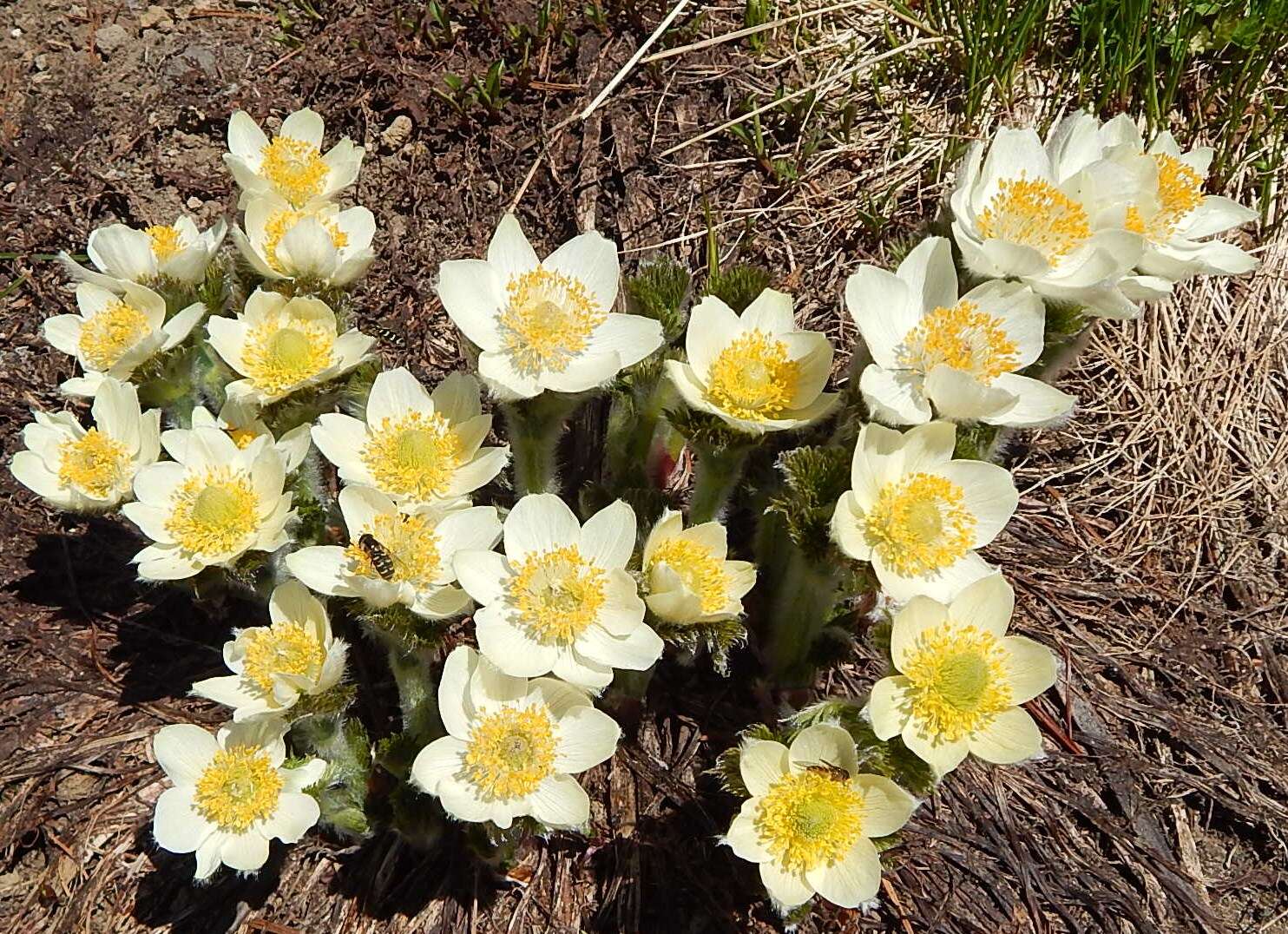 Image of white pasqueflower