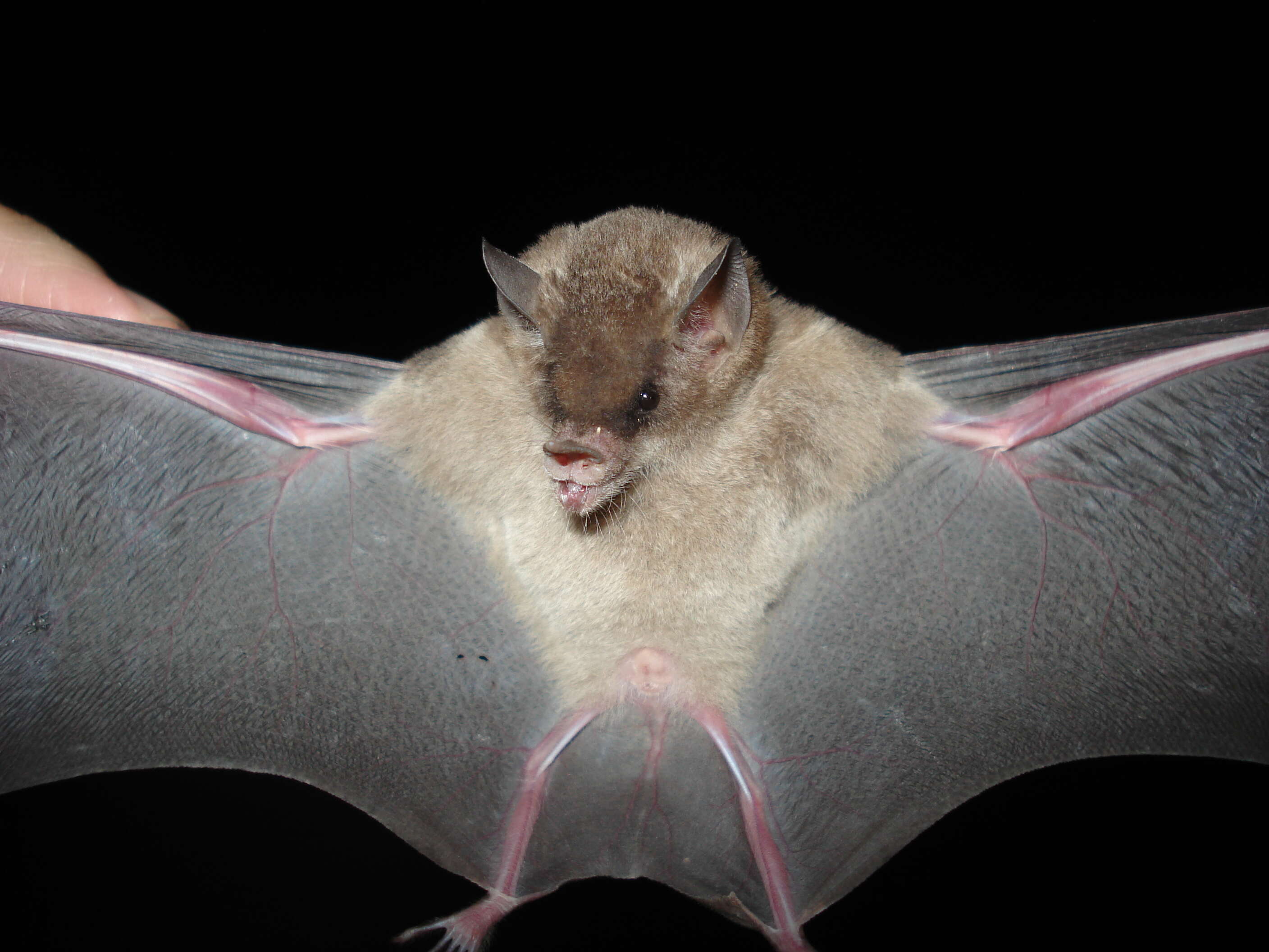 Image of Dekeyser's Nectar Bat