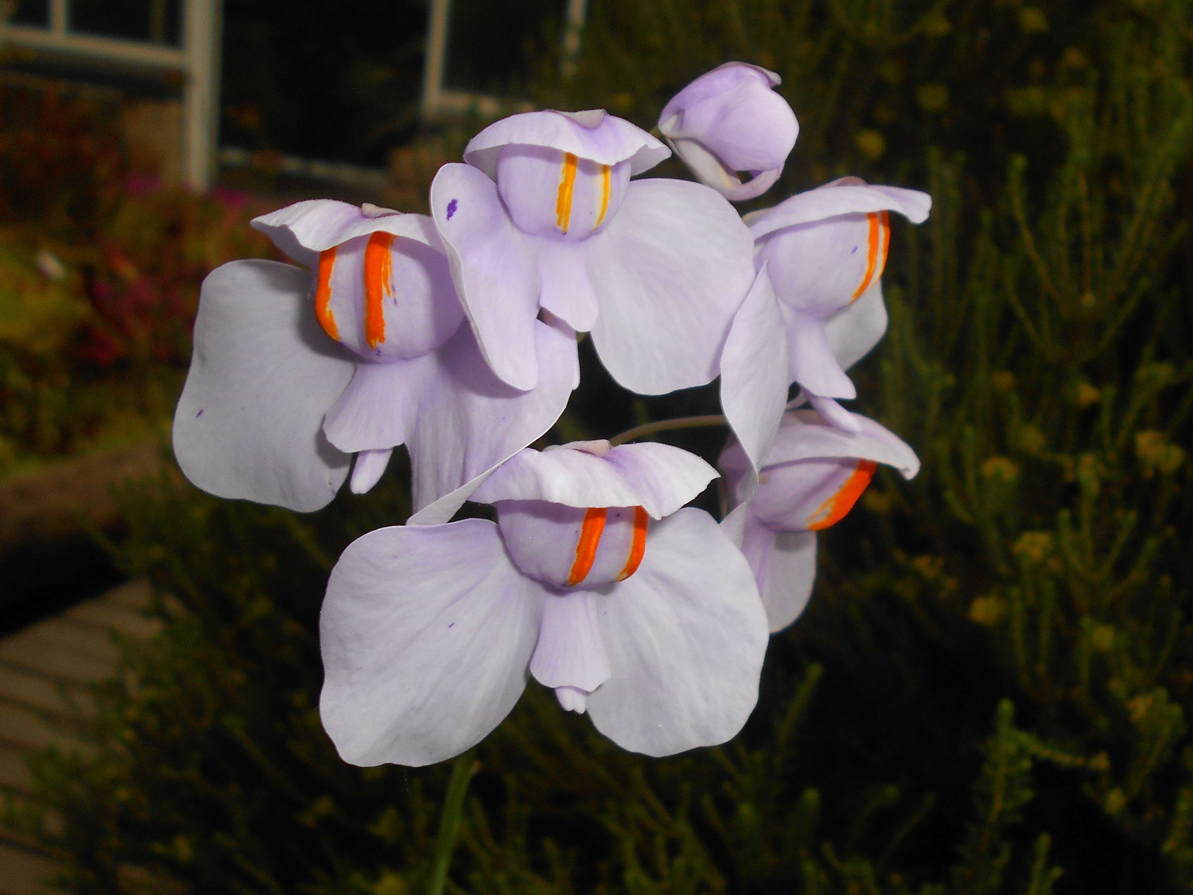 Imagem de Utricularia reniformis A. St. Hil.