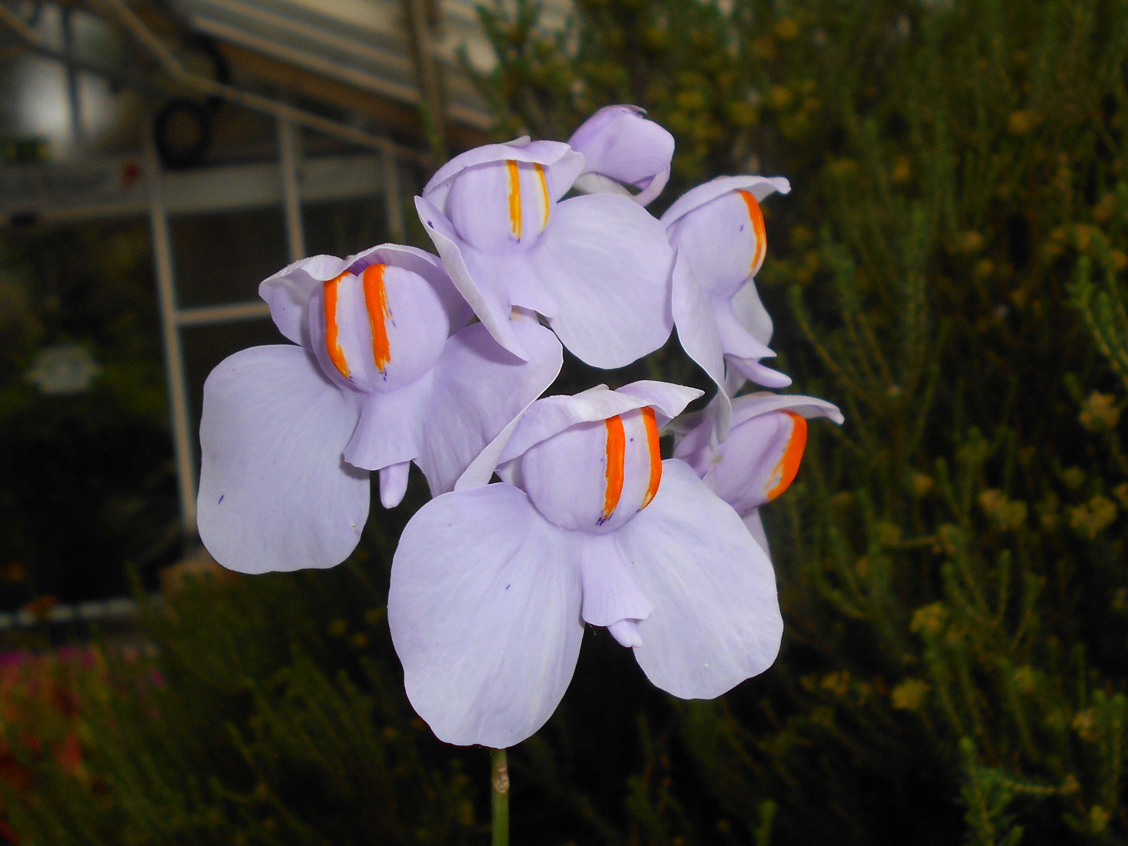 Imagem de Utricularia reniformis A. St. Hil.