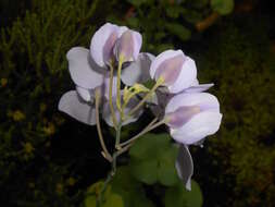 Imagem de Utricularia reniformis A. St. Hil.