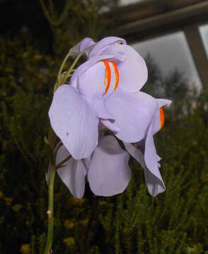 Imagem de Utricularia reniformis A. St. Hil.