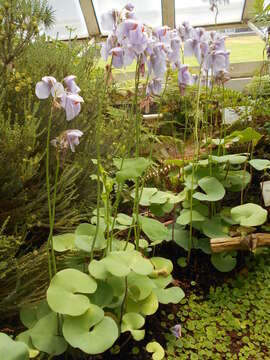 Imagem de Utricularia reniformis A. St. Hil.