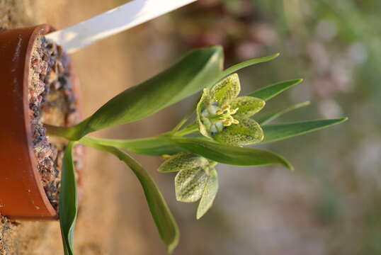 Image of Fritillaria crassifolia Boiss. & A. Huet