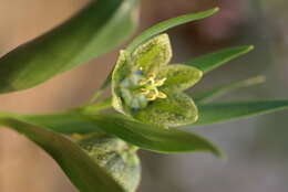 Image of Fritillaria crassifolia Boiss. & A. Huet