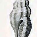 Image of Guraleus fascinus Hedley 1922