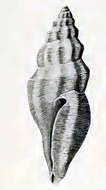 Image of Guraleus fascinus Hedley 1922