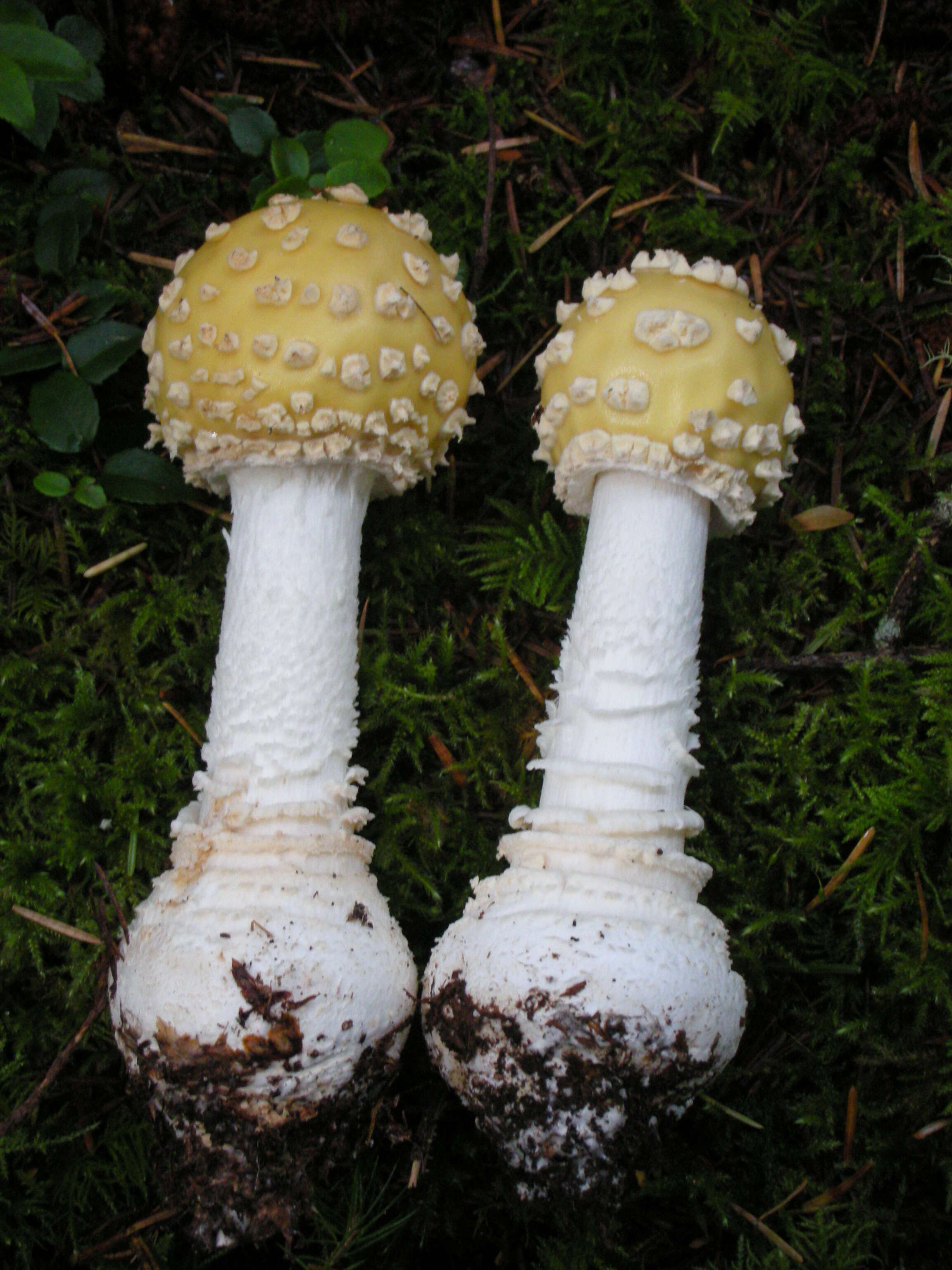 Image of Amanita muscaria var. formosa