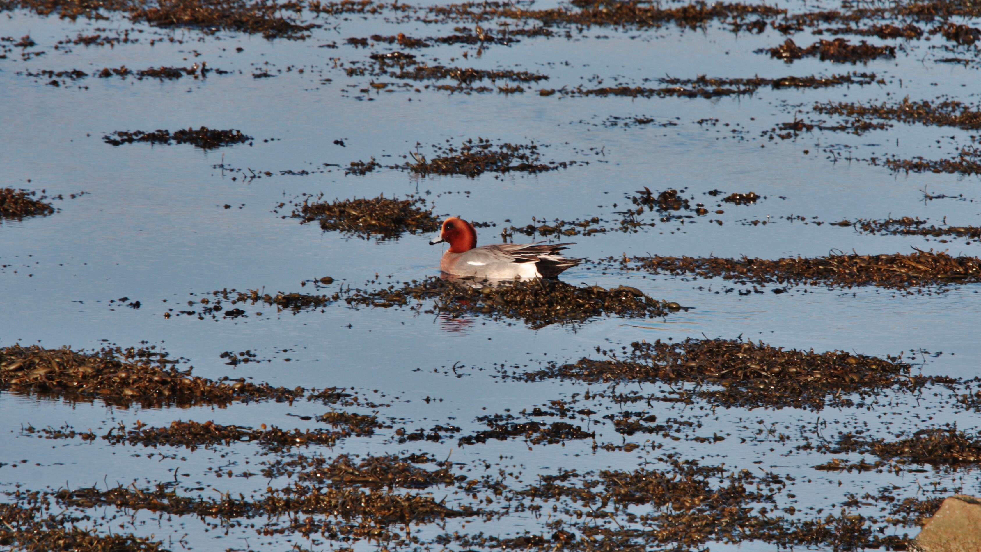 Image of Eurasian Wigeon