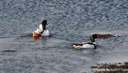 Image of shelduck, common shelduck