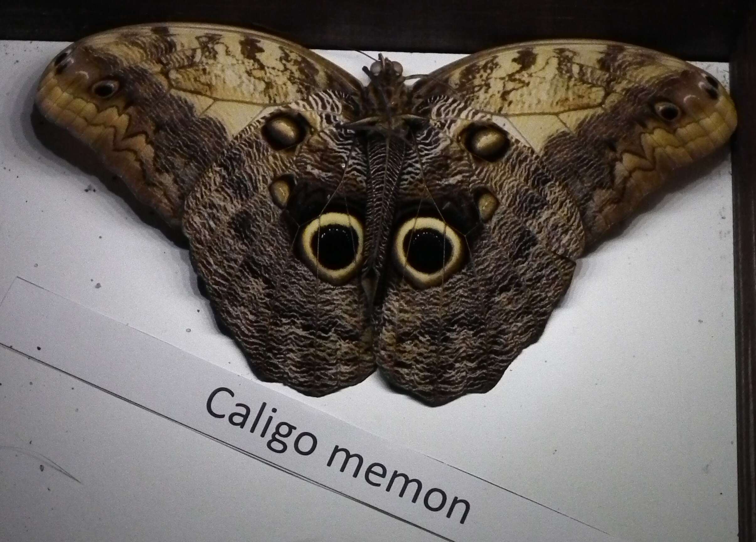 Image of Caligo memnon Felder 1866