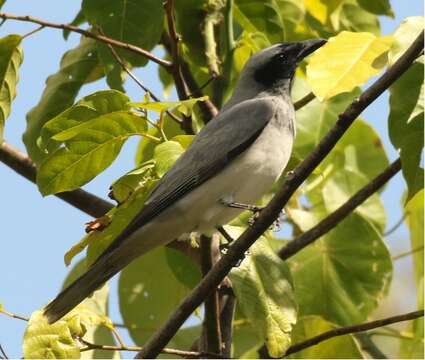 Image of Black-faced Cuckoo-shrike