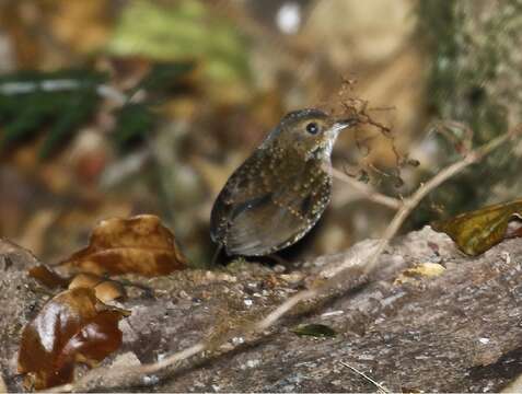 Image of Pygmy Cupwing