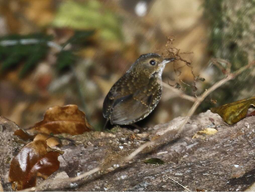 Sivun pikkupeukkuli kuva