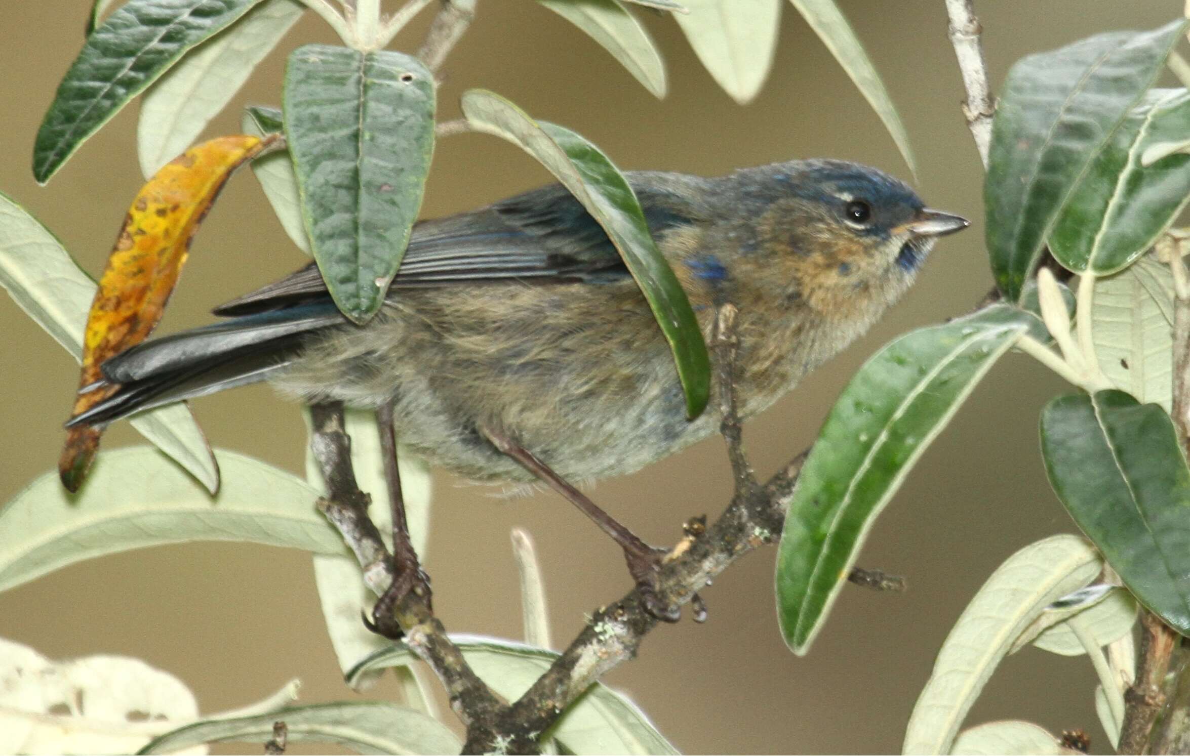 Image of Xenodacnis Cabanis 1873