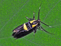 Image of Esperia oliviella